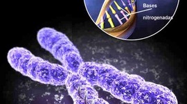 Timeline: Genoma Humano