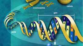 Timeline: Genoma humano.