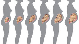 Timeline: Fetal Development of the Digestive System