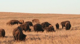 Timeline: People of Kansas