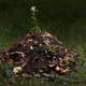 Compost pile