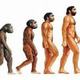 Evolución humana