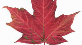 Timeline: Immigration to Canada between 1776 and 1914