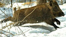 Timeline: Браканьерства: гучныя справы за апошнія 3 гады