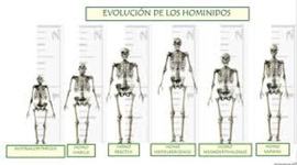 Timeline: Evolución de los Homínidos