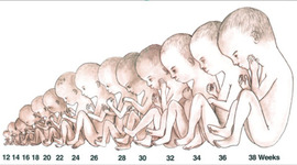 Timeline: Katy Miser Fetal Development