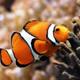 Clown fish