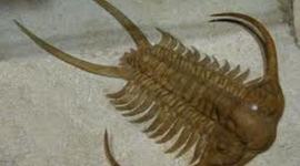 Timeline: Geoligical Time Scale Project