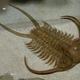 Trilobite