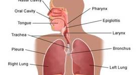 Timeline: Human Respiratory System Aging After Birth