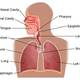 Respiratory system