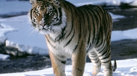 Timeline: Canada's role in the Cold War