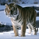 Amur tiger snow amur tigers 27124351 1024 768