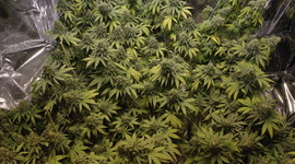 Timeline: Marijuana History and Laws Timeline