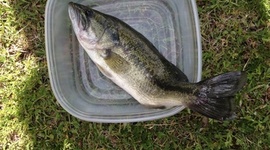 Timeline: Bass (Micropterus salmoides) Body Farm