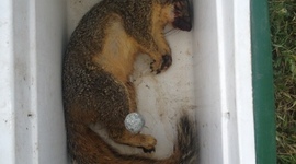 Timeline: Sandy the Squirrel (SCIURDAE)