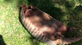 Timeline: New Tech Body Farm (Dasypus novemcinctus)