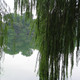 Willow tree2