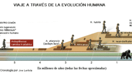 Timeline: La evolución de los homínidos
