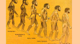 Timeline: Homínidos.Evolución