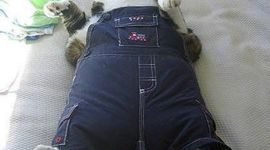 Timeline: Child Dev Timeline