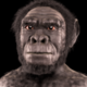 Homo habilis