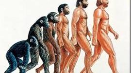 Timeline: Evolución de la especie humana