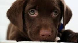 Timeline: si se puede