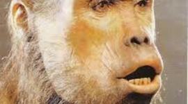 Timeline: la evolución de los Homínidos