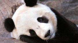 Timeline: us history