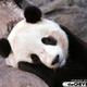137552 sad panda