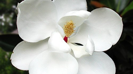 Timeline: Louisiana Timeline