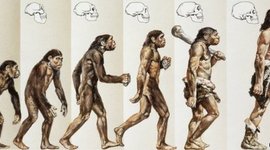 Timeline: Evolution