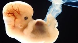 Timeline: Fetal Development