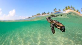 Timeline: Florida Emma