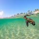 Loggerhead turtle florida