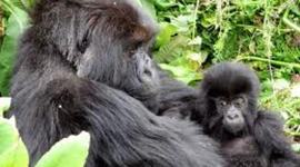 Timeline: S.O.S GORILAS MILAGROS MOLINARI