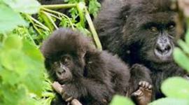 Timeline: S.O.S Gorilas  Sol.P and Mia