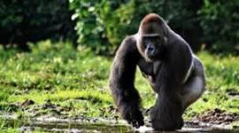 Timeline: S.O.S. Gorilas Maximo Welsh Y5A