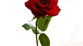 Timeline: mis primeros momentos