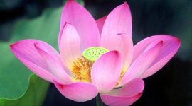 Timeline: Mis Primeros Momentos