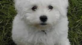 Timeline: my beautiful dog LALO
