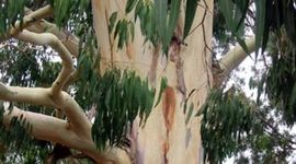 Timeline: Environmental Science Timeline