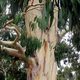 Eucalypt tree