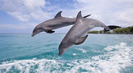 Timeline: Australian Federation