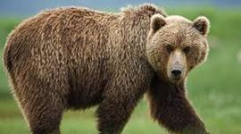 Timeline: Montana Timeline