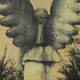 Milkweed book