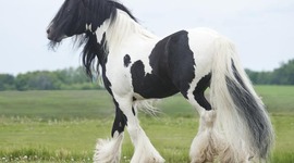 Timeline: Humane Society