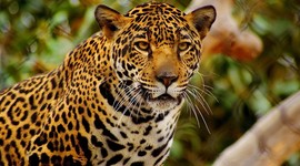 Timeline: Invention of the Submarine