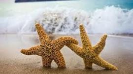 Timeline: Jessica Hutchings Novel Project